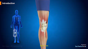 Check spelling or type a new query. Knee Anatomy Video Medical Video Library
