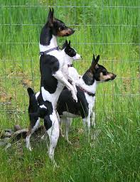 Rat Terrier Puppies Black And Brown Pin By Jacqueline Hall On Rat Terriers Rat Terrier Dogs Rat Terriers Terrier