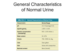Lab 41 Urinalysis Urine 180l Day Filtrate 1 8l Day Urine