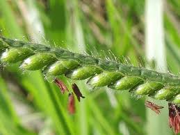 Image result for Urochloa eminii