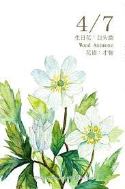 每日一花4 7 生日花 白 haru hello floral watercolor flower painting flower drawing