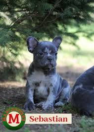The adoption of a puppy is a big commitment. Sebastian Male Akc French Bulldog Puppy For Sale In Joplin Mo Frenchbulldog Frenchbulldog Bulldog Puppies French Bulldog Puppies For Sale French Bulldog