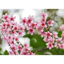 Image result for Prunus cerasoides