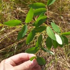 Image result for Synaptolepis alternifolia