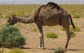 The photo is captioned, a since american soldiers had to be trained in camel handling once they arrived back in texas, camel drivers were hired to care for, maintain, and be drivers of the camels. Desert Camel In America S Southwest Deserts Desertusa