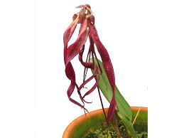 Image result for Bulbophyllum humblotii