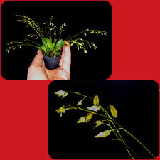 Image result for Microcoelia megalorrhiza