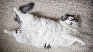 Require about 200 calories a day per five pounds of body weight (after weaning). Our Fat Pets The New York Times