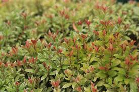 Image result for Pieris japonský little heath obrázek