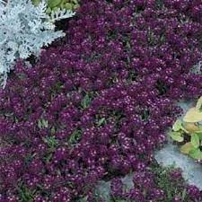 Pin On Garden