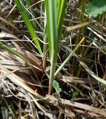 Image result for Fimbristylis madagascariensis