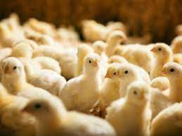 Supplies You Need For Baby Chicks