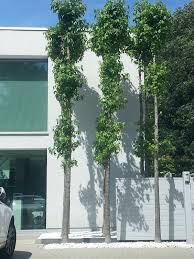 hoge boom moderne tuin tuin moderne tuin stadstuin
