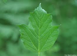 Image result for site:byggahus.se olja eller lasyr