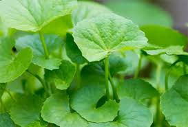 Pegaga or as its called in english indian pennywort grows in relatively moist soil. Goriau Khasiat Pegagan Untuk Kesehatan