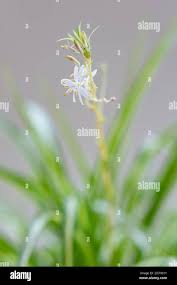 Image result for Chlorophytum gallabatense