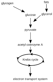 the basics of cellular respiration interactive biology