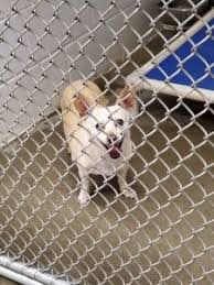 Maybe you would like to learn more about one of these? Search For Chiweenie Rescue Dogs For Adoption Near Kansas City Missouri Adopt A Rescue Dog Through Petcurious Rescue Dogs For Adoption Dog Adoption Chiweenie