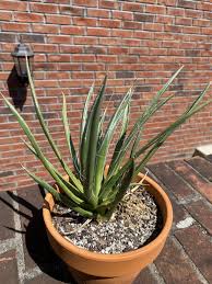 Itching may recur up to a year later without a visible rash. Agave Toumeyana V Bella Agave Plants Cactus