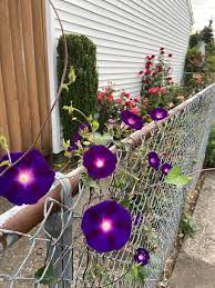 You will find amazing and stunning pictures and images here on a1pictures. My Neighbor And I S Shared Morning Glory Fence Gardening
