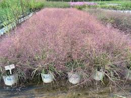 Image result for Eragrostis dinteri