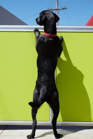 Pet boarding, daycare & professional grooming service in southwest ranches fl pet boarding & daycare: Rates For Training Daycare Boarding Spa Services And More Happy Hound