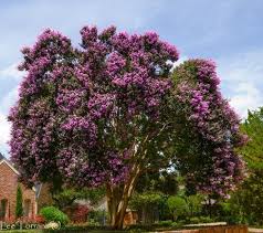 Purple Crape Myrtles Myrtle Tree Crape Myrtle Crepe Myrtle Trees