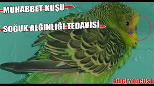 Bu durumun en yaygın sebeplerindendir. Muhabbet Kusu Soguk Alginligi Cozum Youtube