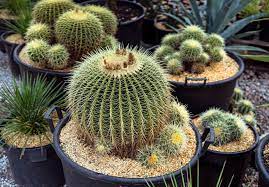 This post will help you find great sources for the succulents on your wish list! Hunt For Affordable And Rare Cacti Succulents And Agave At A Delightful Appointment Only Nursery On The Outskirts Of Sydney