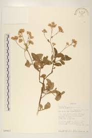 Image result for Schizozygia coffaeoides