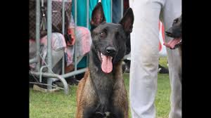 Dog Show Belgian Malinois 2019 Maroc معرض المالينوا المغرب Youtube