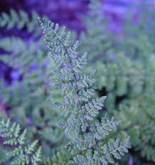 Image result for Cheilanthes involuta