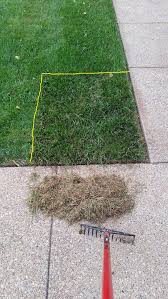 Marking 150 years since the birth of marcel proust, whose legacy seems stronger than ever; Needing Some Lawn Advice Grass Type Aerating Overseeding
