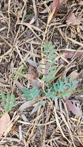 Image result for Mimosa pigra