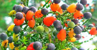If it is sandy, amend with organic compost. This Amazing Tree Grows 40 Different Kinds Of Fruit