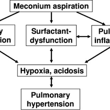 Pathophysiology Of Meconium Aspiration Syndrome Download Scientific Diagram