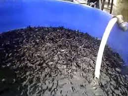We did not find results for: Kursus Buat Duit Dengan Bisnes Ikan Keli Kursus Probiotik