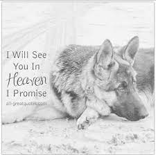  Barked Mydog Puppiesofinstagram Puppylove Dogoftheday Dog Grief Dog Poems Dog Heaven