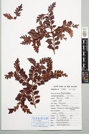 Image result for Phyllocladus trichomanoides