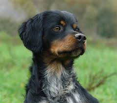 Resultat De Recherche D Images Pour Epagneul Breton Tricolore Epagneul Breton Epagneul Chien