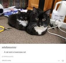 Cat Memes Snaps To Get Your Caturday Poppin Cat Memes Snaps To Get Your Caturday Poppin Cat Catu In 2020 Funny Cat Memes Cat Memes Cute Animals