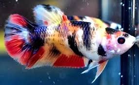 Pin By Doug Lender On Betta Splendens Betta Betta Fish Tropical Fish