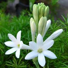 Tuberose Line Single Flower Flowers Fragrant Flowers