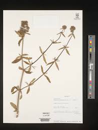 Image result for Agathisanthemum