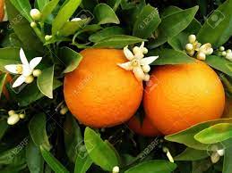 Use them in commercial designs under lifetime, perpetual. Two Oranges With Blossom Flowers Hanging On A Orange Tree Stock Photo Picture And Royalty Free Image Image 2855561