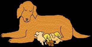 Parvovirus Vaccination And Prevention Veterinary Partner Vin