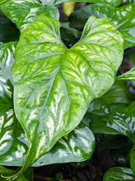 Image result for Cercestis