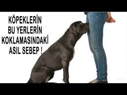 Asya Daki Tum Kadinlar Bunlardan Istiyor Nedeni Ogrenince Sizde Isteyeceksiniz Youtube Kopek Gercekler Hamilelik Sonrasi