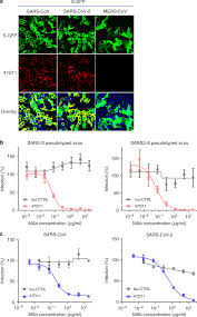 Maybe you would like to learn more about one of these? A Human Monoclonal Antibody Blocking Sars Cov 2 Infection Nature Communications