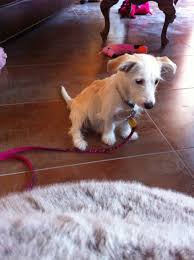 Pin By Devan Sinclair On Animal Lover Corgi Mix Dogs Pet Care Dogs